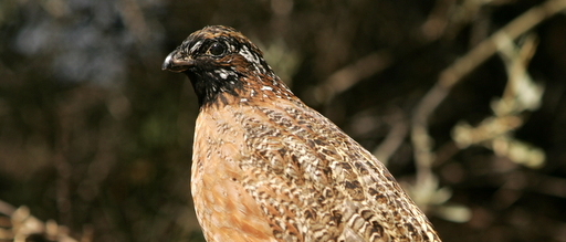 Masked bobwhite quail / Steve Hillebrand